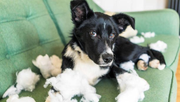 Comment protéger vos meubles contre les chiens